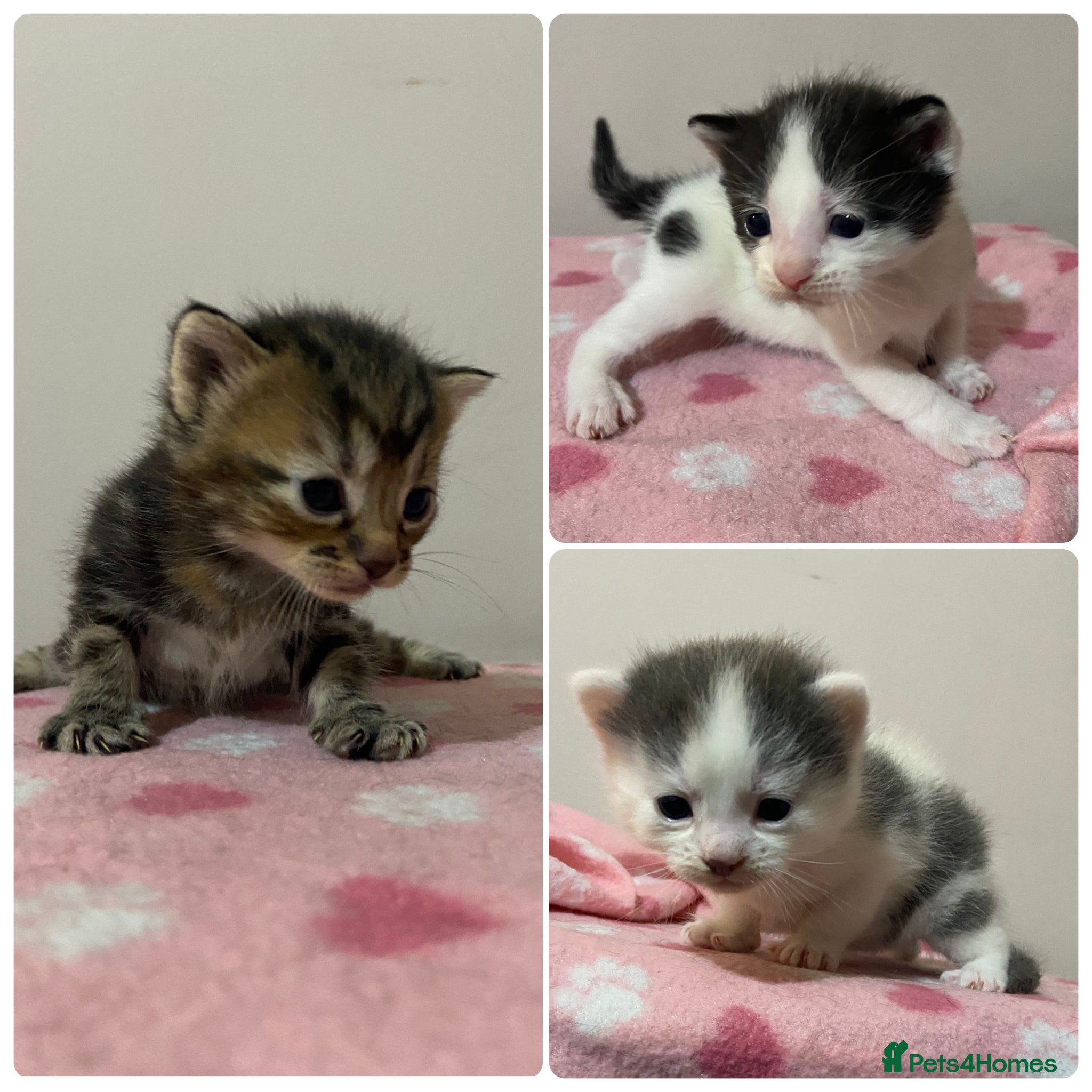 Mixed Breed cats Gorgeous Kittens  - Advert 1