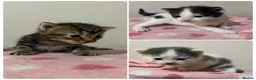 Mixed Breed cats for sale: Gorgeous Kittens  - Advert 1