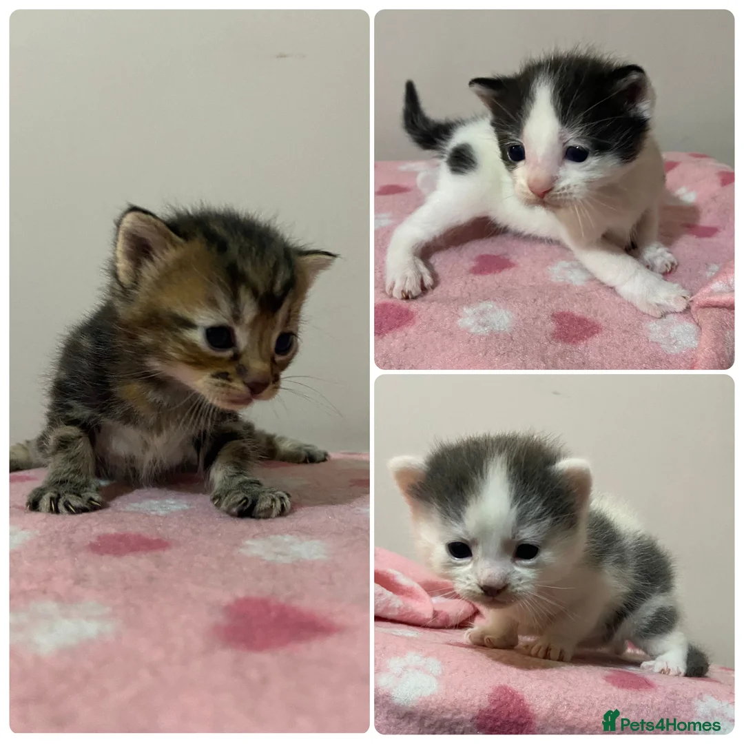 Mixed Breed cats for sale: Gorgeous Kittens  - Advert 1