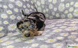 Miniature Dachshund dogs for sale: Mini Dachshund Puppies, Gorgeous Colours & Coats - Image 16