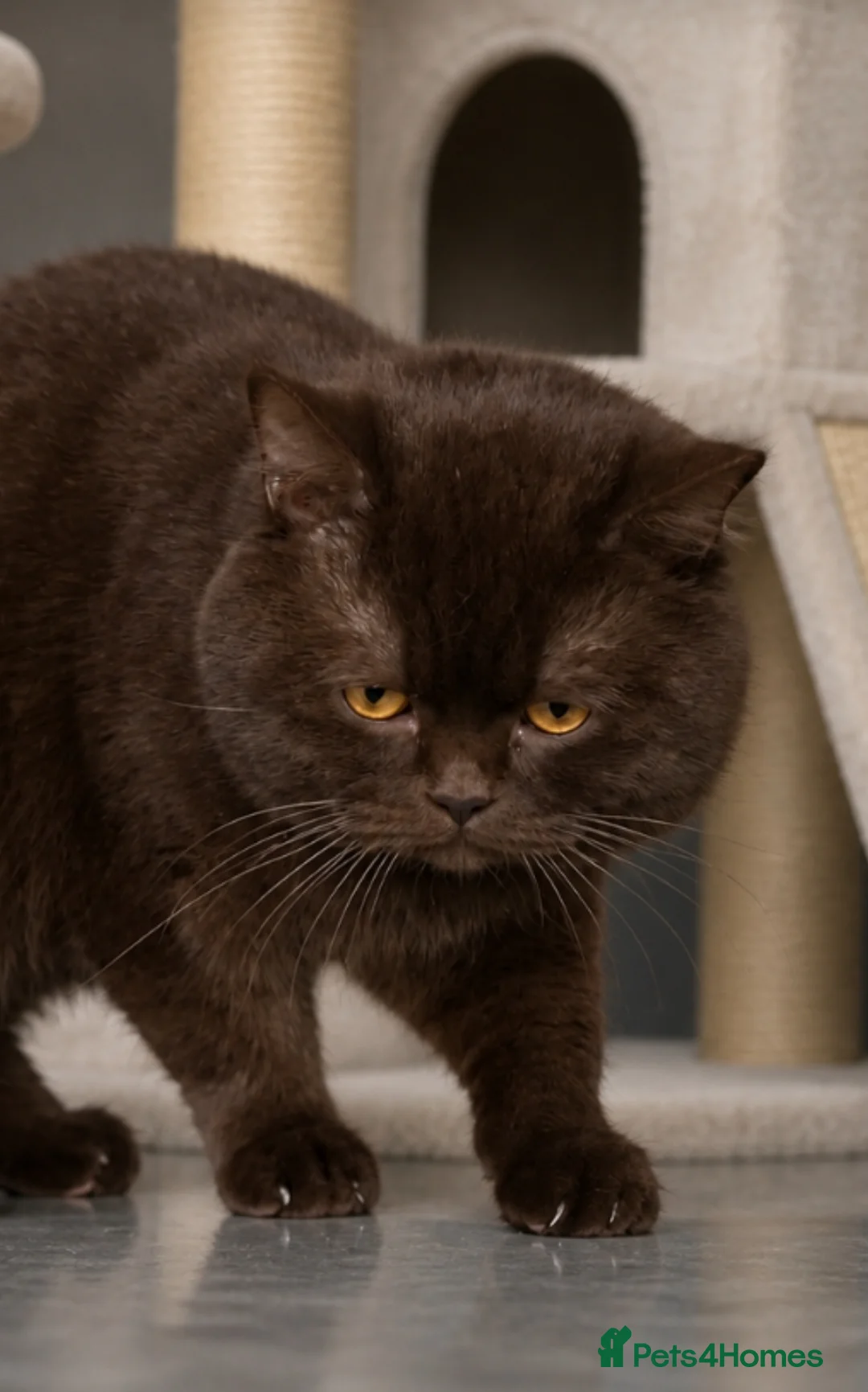 British Shorthair cats for stud: 🔥GCCF TICA CHOCOLATE STUD 🔥 - Advert 1