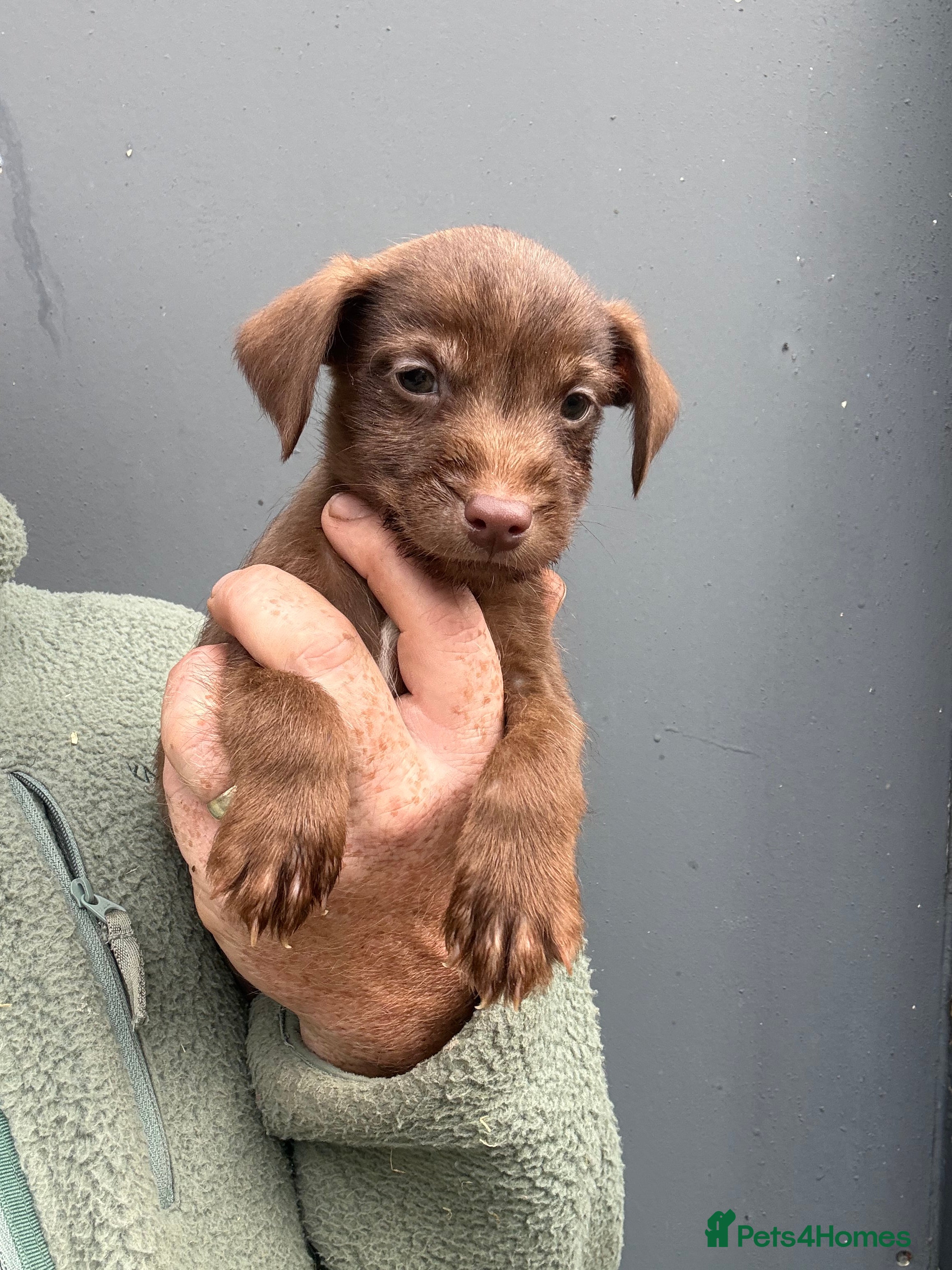 Patterdale Terrier dogs Quality Patterdale Pups Available  - Advert 2