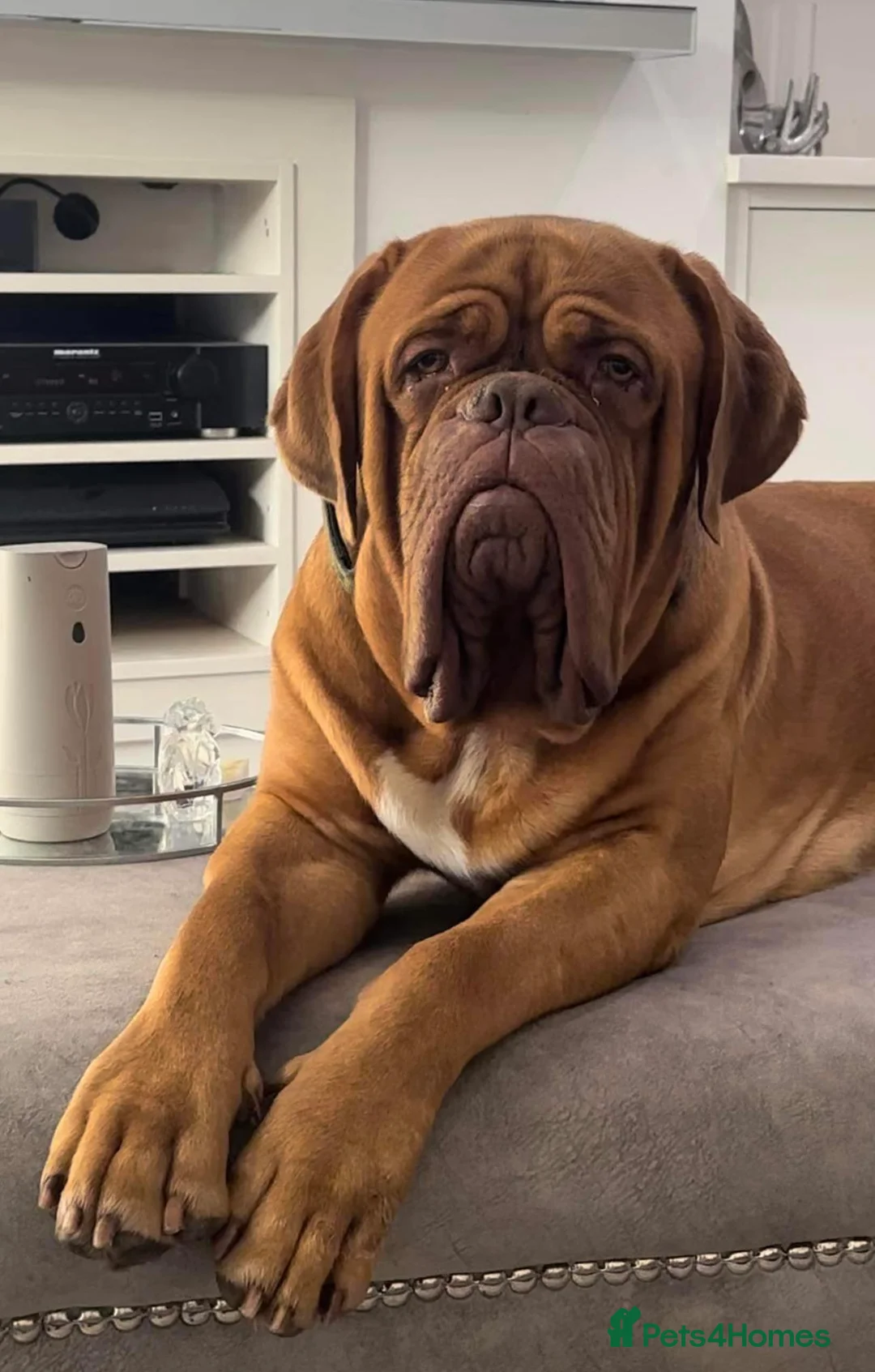 Dogue De Bordeaux dogs for stud: Dogue de Bordeaux ( Full fertility Work Included)  in London - Advert 3