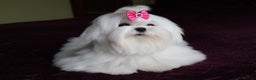 Maltese dogs for sale: Gorgeous Tiny Maltese Puppies - Advert 13