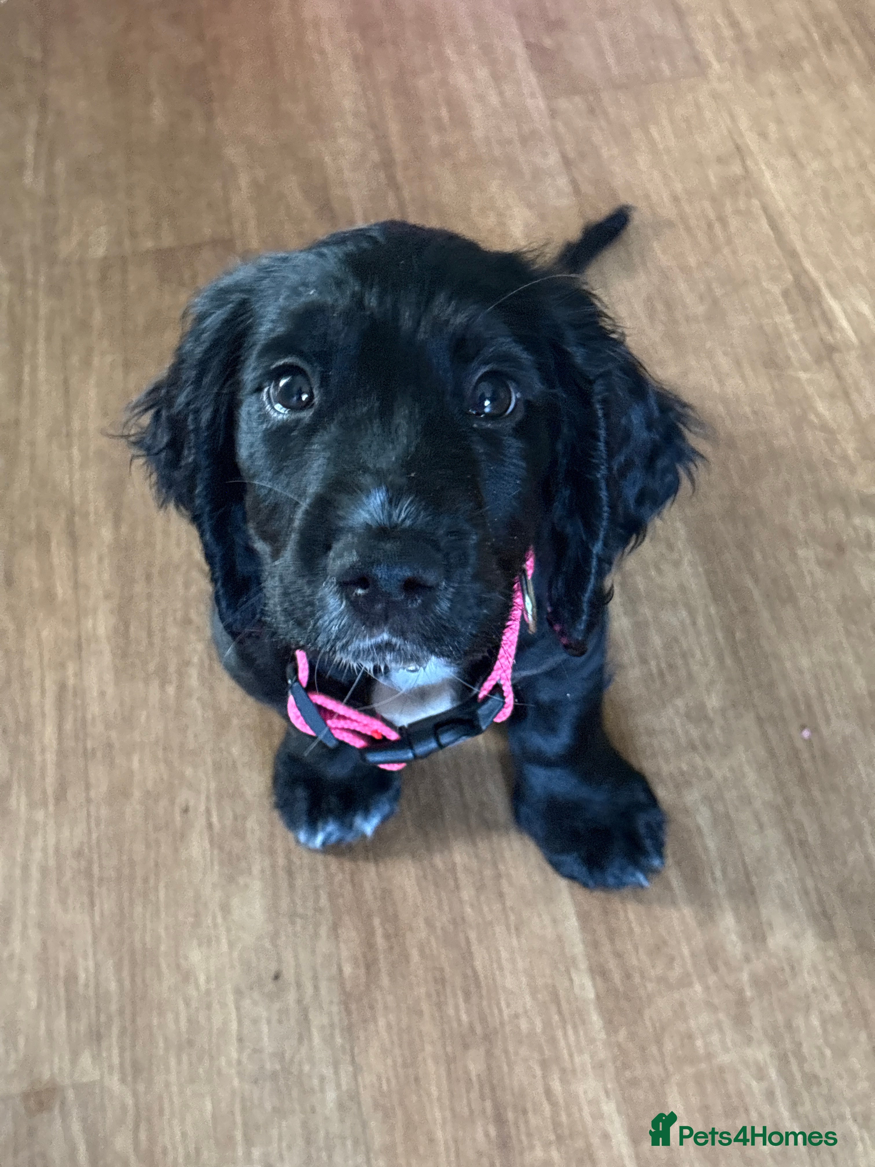 Sprocker dogs Stunning Family-Raised Sprocker Puppies - Advert 2