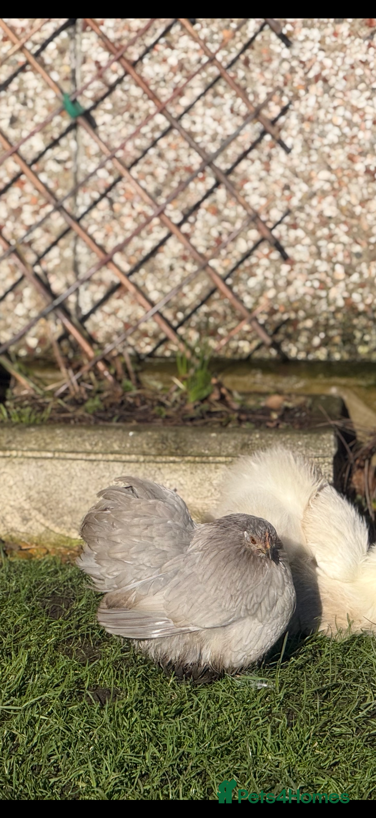 Chickens poultry Pekin bantam lavender  - Advert 2