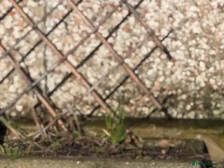 Chickens poultry Pekin bantam lavender - Advert 2