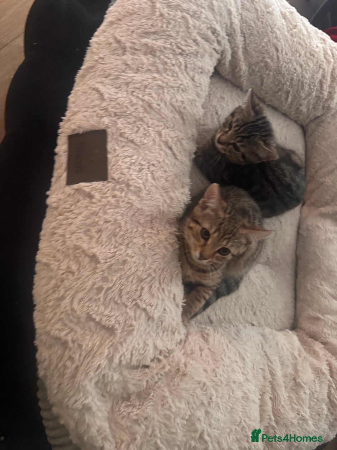 Mixed Breed cats for sale: 2 kittens 1 male 1 female  - Advert 5