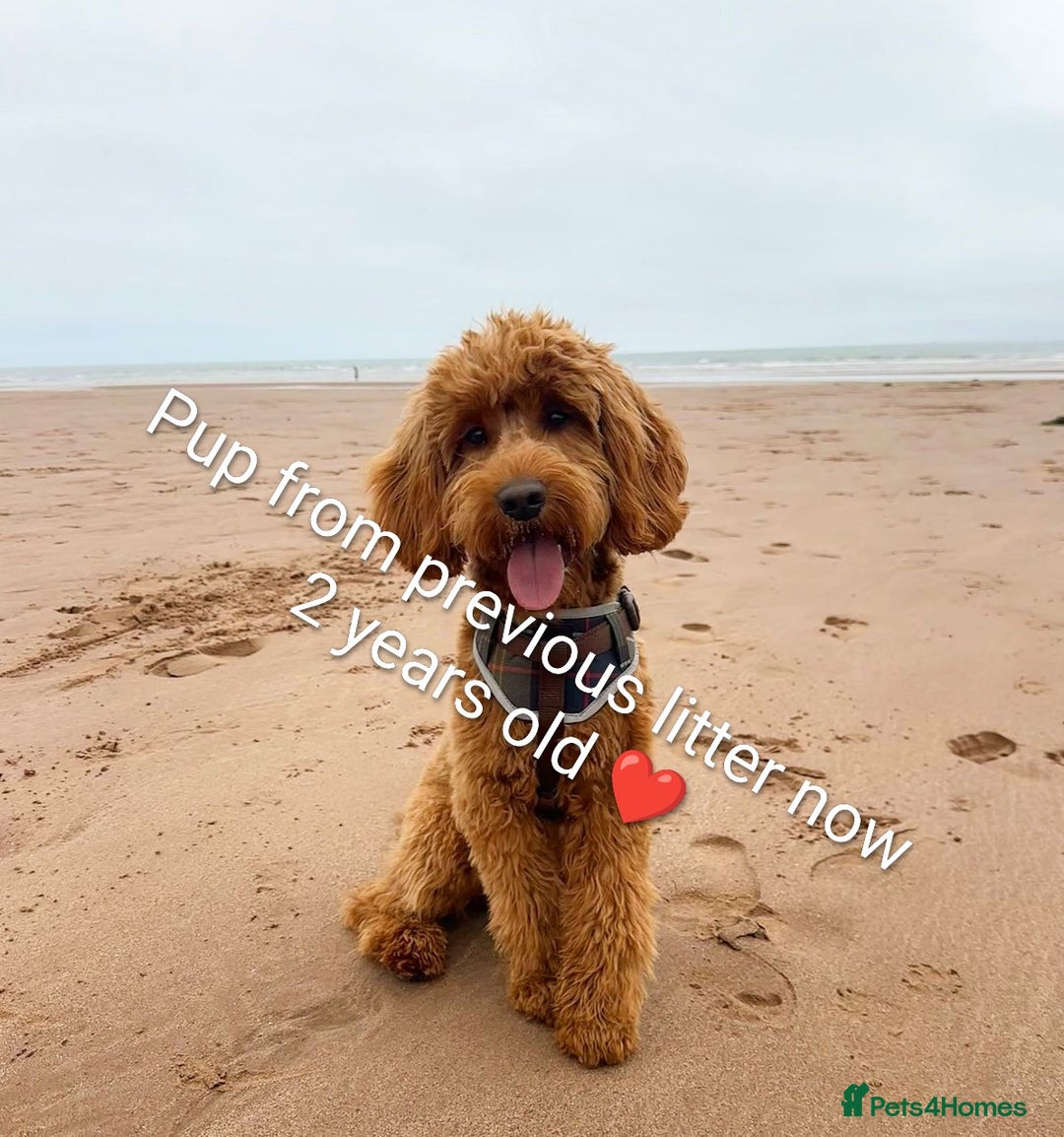 Cockapoo dogs for sale: Beautiful cockapoos puppies  - Advert 17