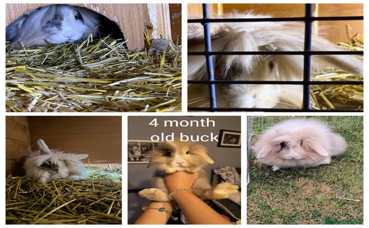 Mini Lion Lop rabbits - Advert 1