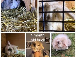 Mini Lion Lop rabbits - Advert 1