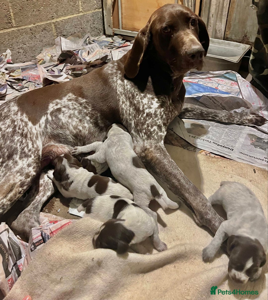 German Shorthaired Pointer dogs for sale: German Shorthaired Pointer Puppies–4 Boys, 1 Girl  - Advert 2