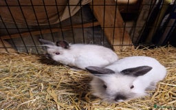 Lionhead rabbits for sale: Lovely floofy little lionheads males and females - Image 12