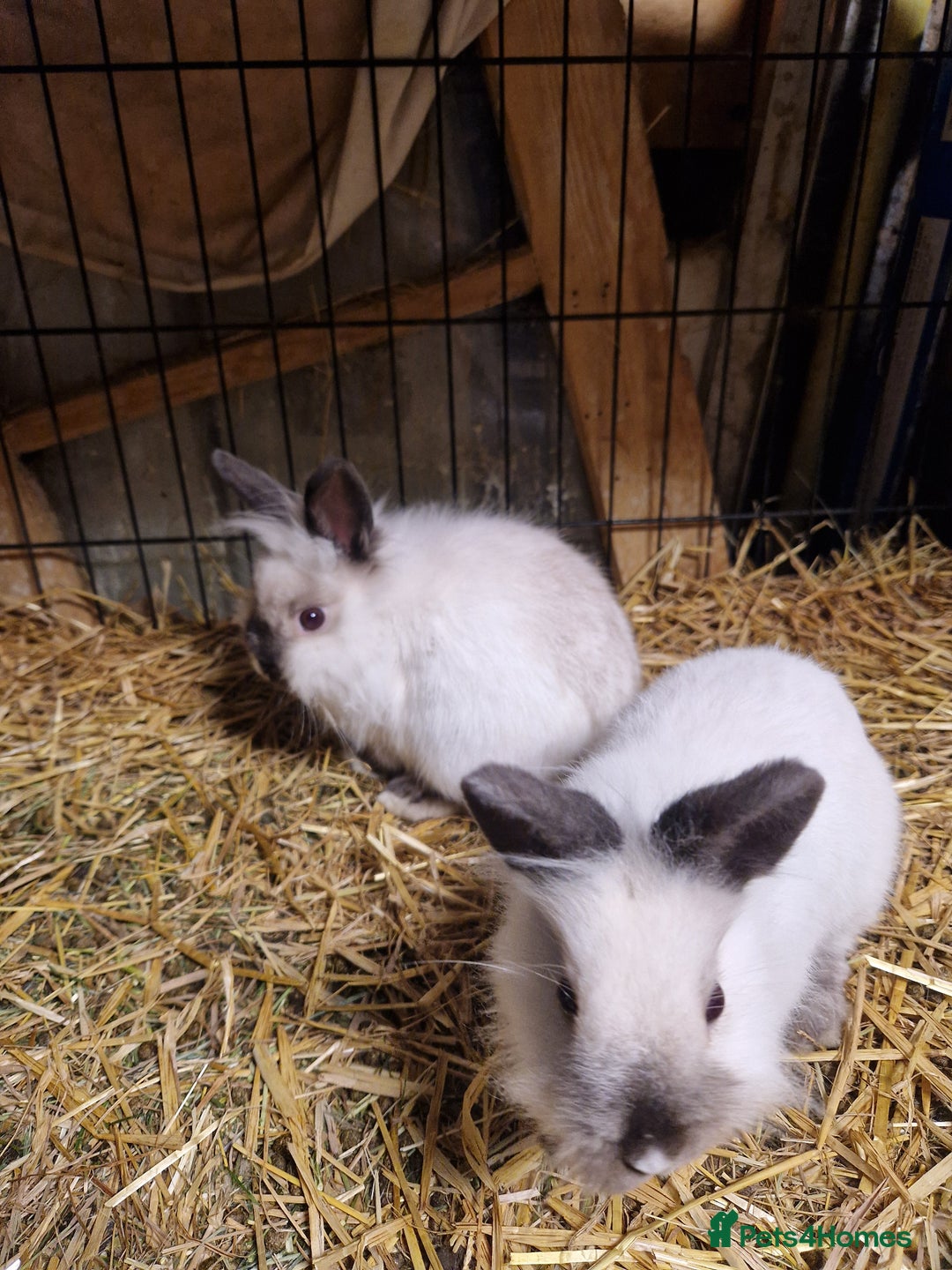 Lionhead rabbits for sale: Lovely floofy little lionheads males and females - Image 12