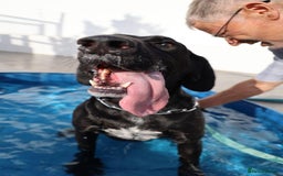 Mixed Breed dogs for adoption: Adorable Angus - Image 4