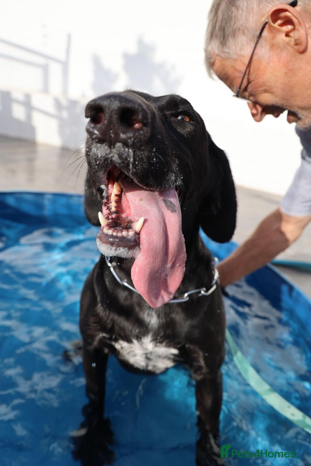 Mixed Breed dogs for adoption: Adorable Angus - Image 4