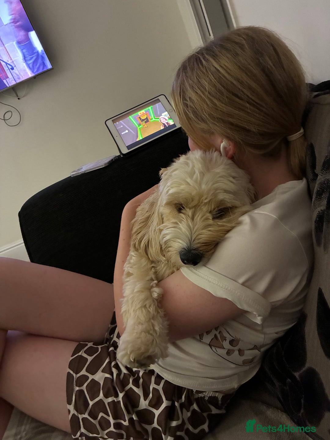 Australian Labradoodle dogs for sale: Australian Labradoodle, exceptional homes only - Advert 14