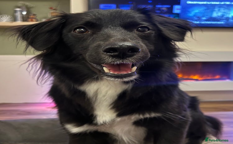 Sprollie dogs Dog in need of rehoming - Advert 3