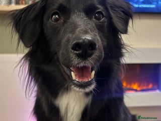 Sprollie dogs Dog in need of rehoming - Advert 1