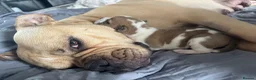 Mixed Breed dogs for sale: Beautiful family pet in Sunderland - Advert 10