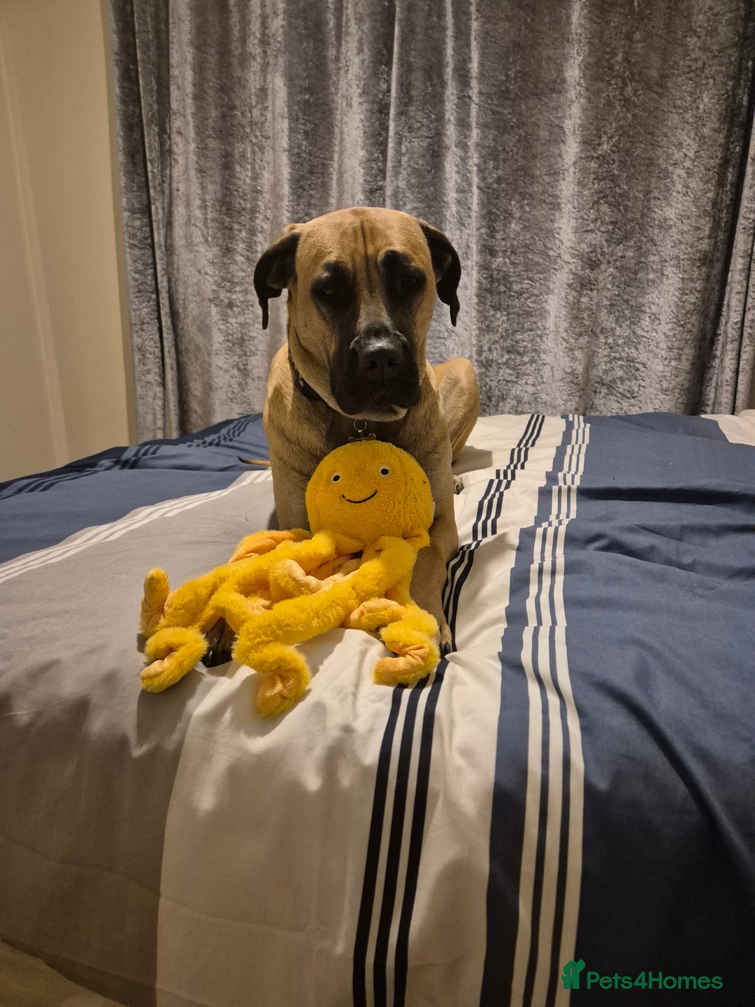 Mixed Breed dogs for sale: Roxy large breed - Image 2