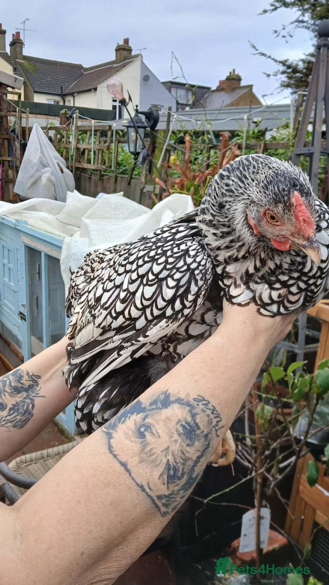 Chickens poultry for sale: 1 wyandotte punnet + 2 crested legbars - Advert 3