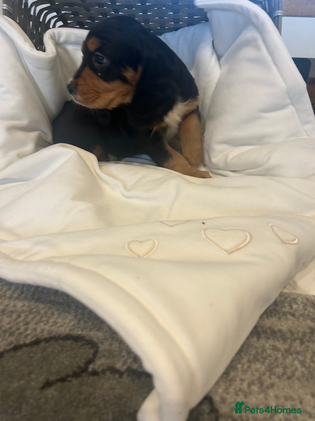 Cocker Spaniel dogs for sale: Rainbow litter cocker spaniel puppies  - Advert 8