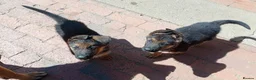 German Shepherd dogs for sale: German Shepherd Puppies For Sale – Boy & Girls in Barry - Advert 3