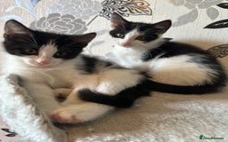 British Shorthair cats for sale: Kittens British short hair  - Image 6