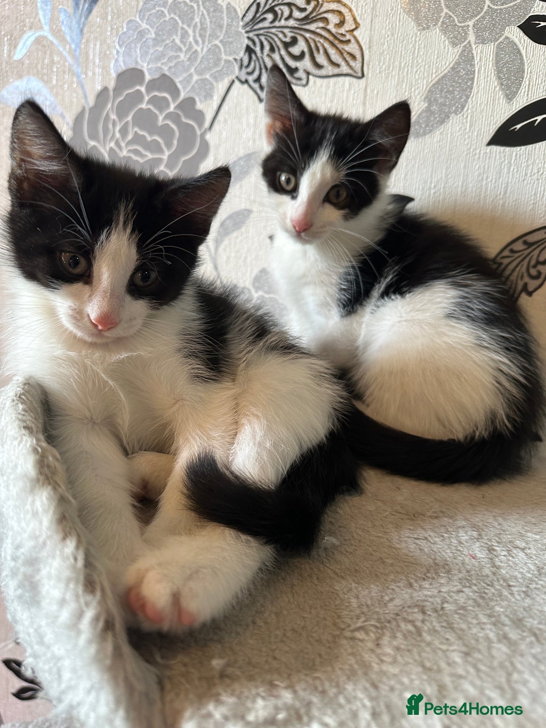 British Shorthair cats for sale: Kittens British short hair  - Image 6