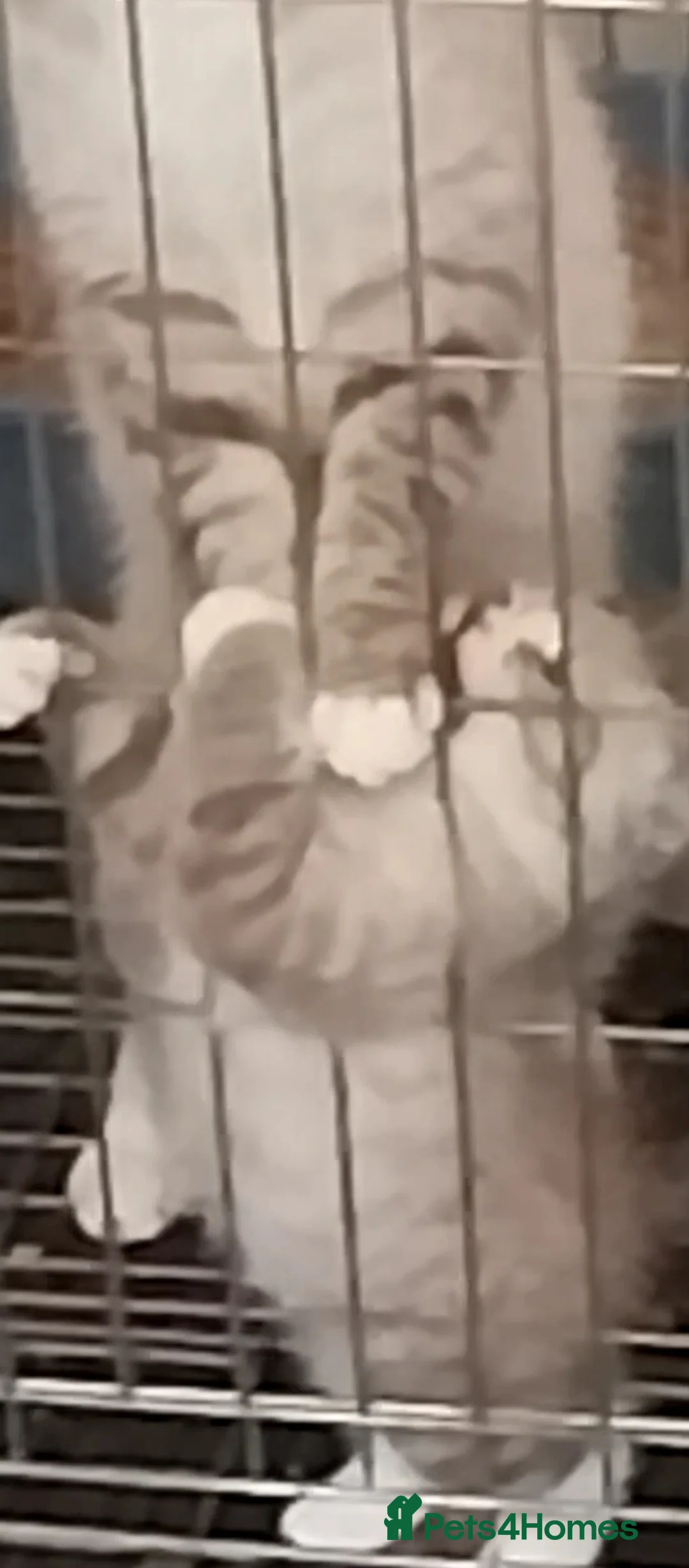 British Shorthair cats for sale: Colour point british shorthair  in Ramsgate - Advert 2