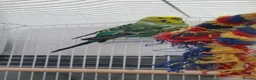 Budgerigars birds for sale: Budies for sale in Northampton - Advert 5