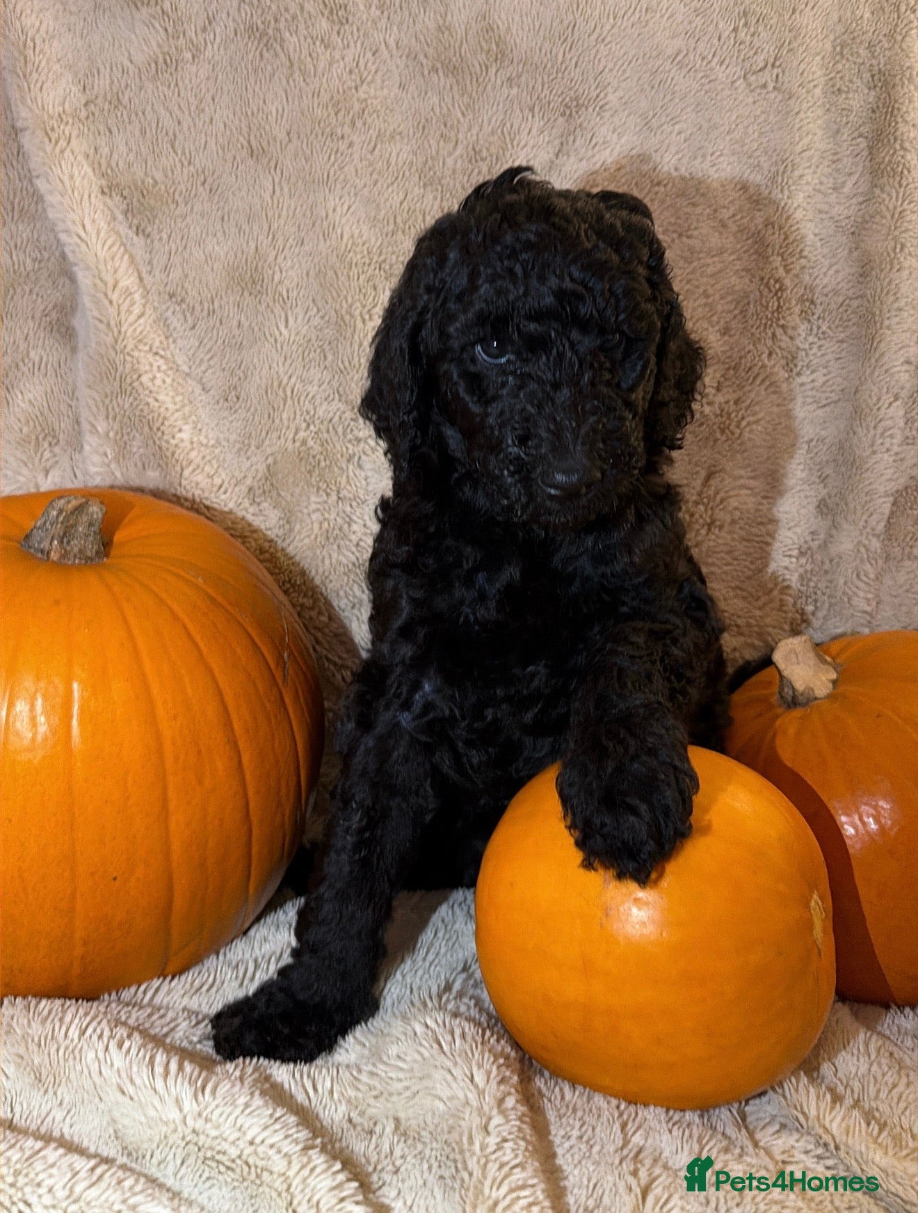 Standard Poodle dogs EXCEPTIONAL KC STANDARD POODLE LITTER  - Advert 2