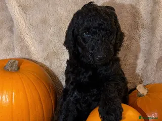 Standard Poodle dogs EXCEPTIONAL KC STANDARD POODLE LITTER - Advert 2