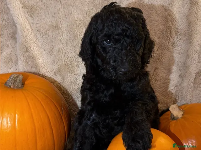 Standard Poodle dogs LAST2️⃣LEFT!EXCEPTIONAL KC STANDARD POODLE LITTER - Advert 2