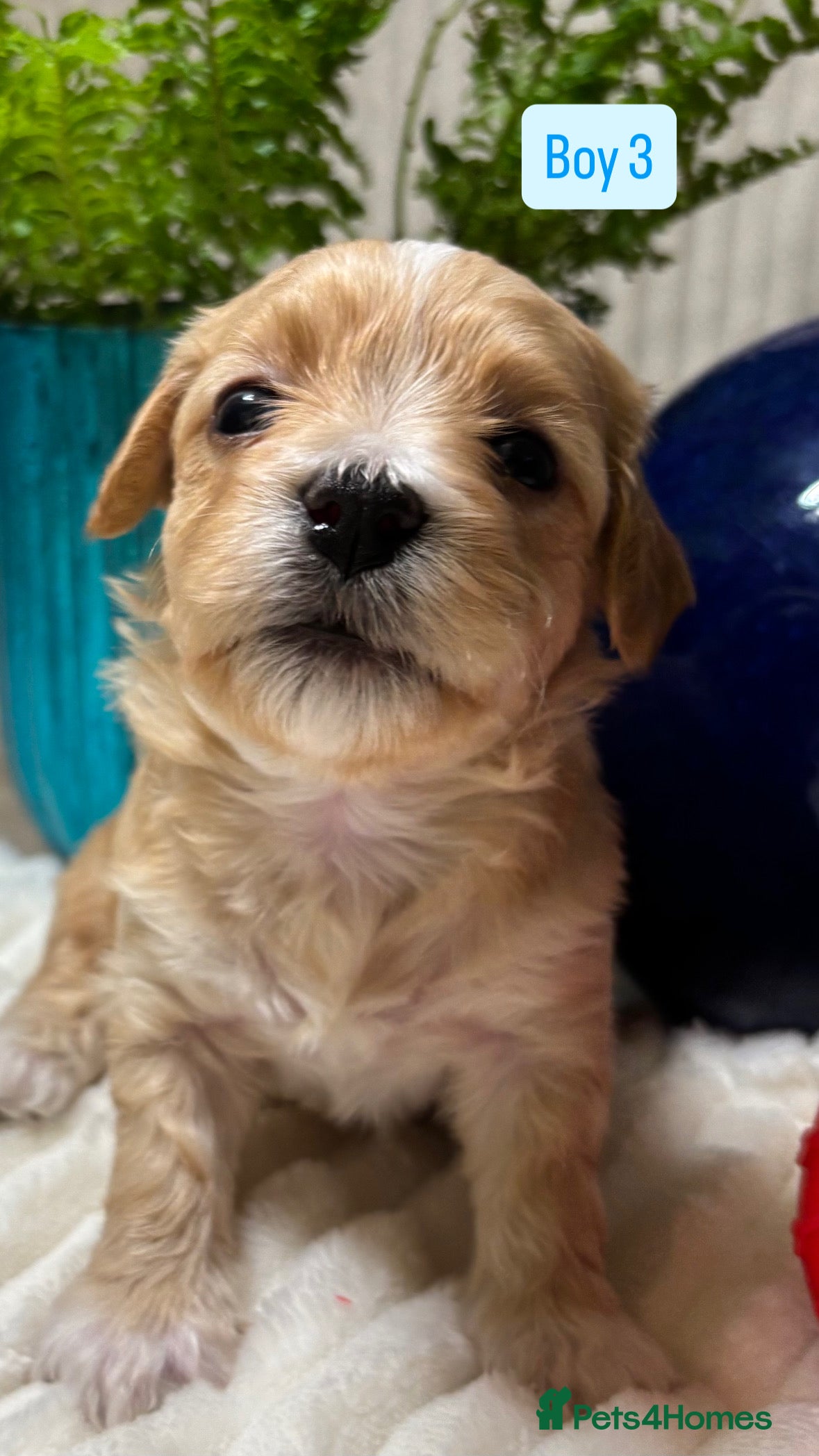 Havanese dogs 9 Beautiful Havanese Pedigree Puppies  - Advert 1