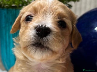 Havanese dogs 9 Beautiful Havanese Pedigree Puppies - Advert 1