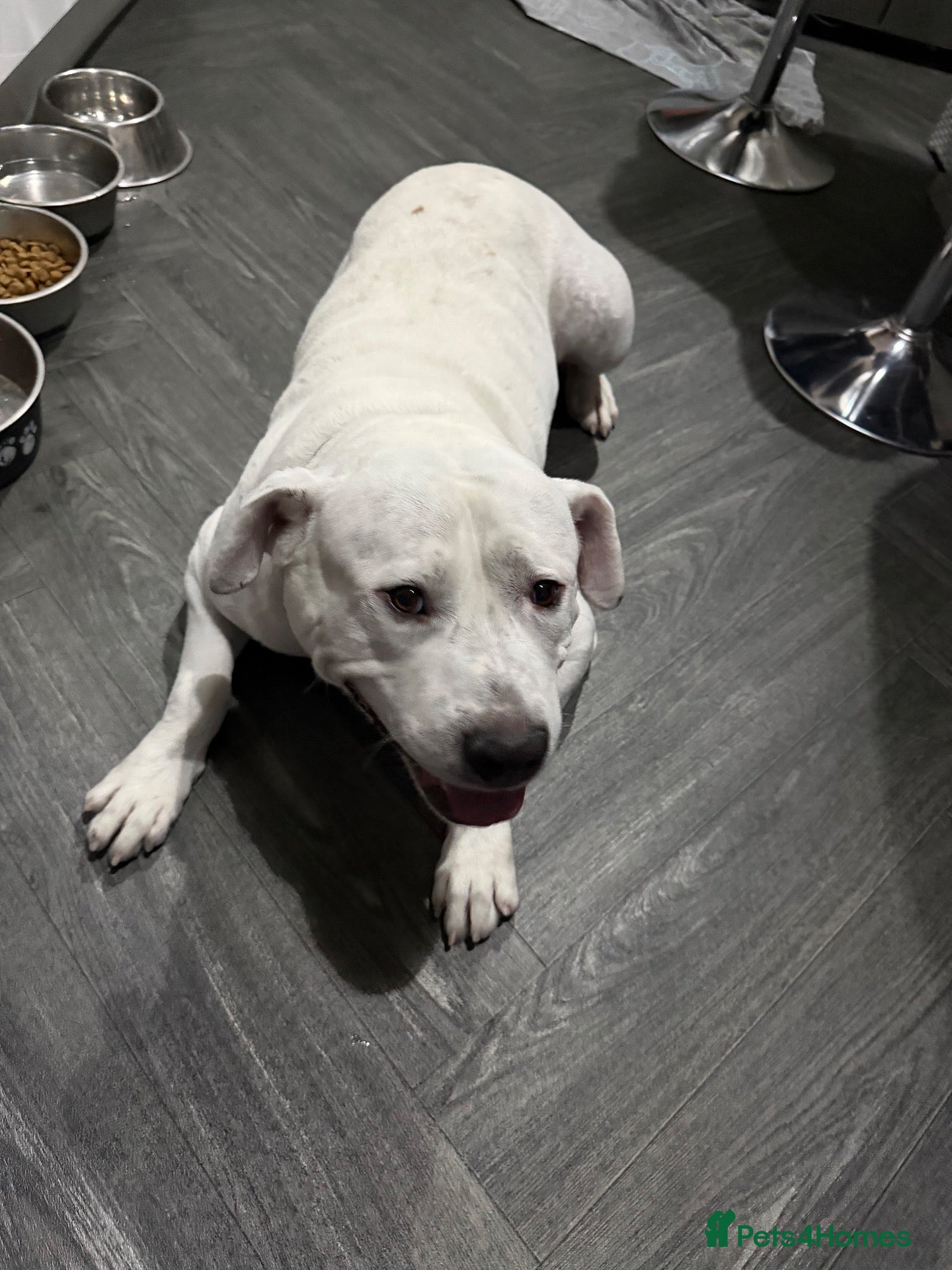 Mixed Breed dogs American bulldog / Staffordshire bull terrier - Advert 1