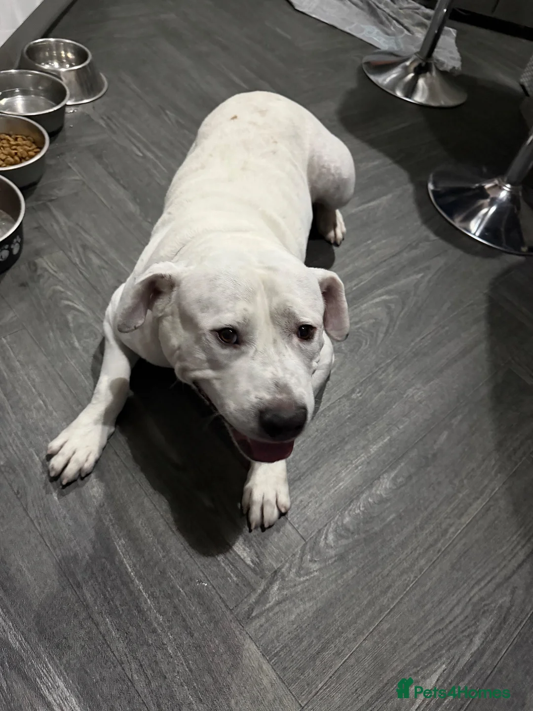Mixed Breed dogs for sale: American bulldog / Staffordshire bull terrier in Rochdale - Advert 1
