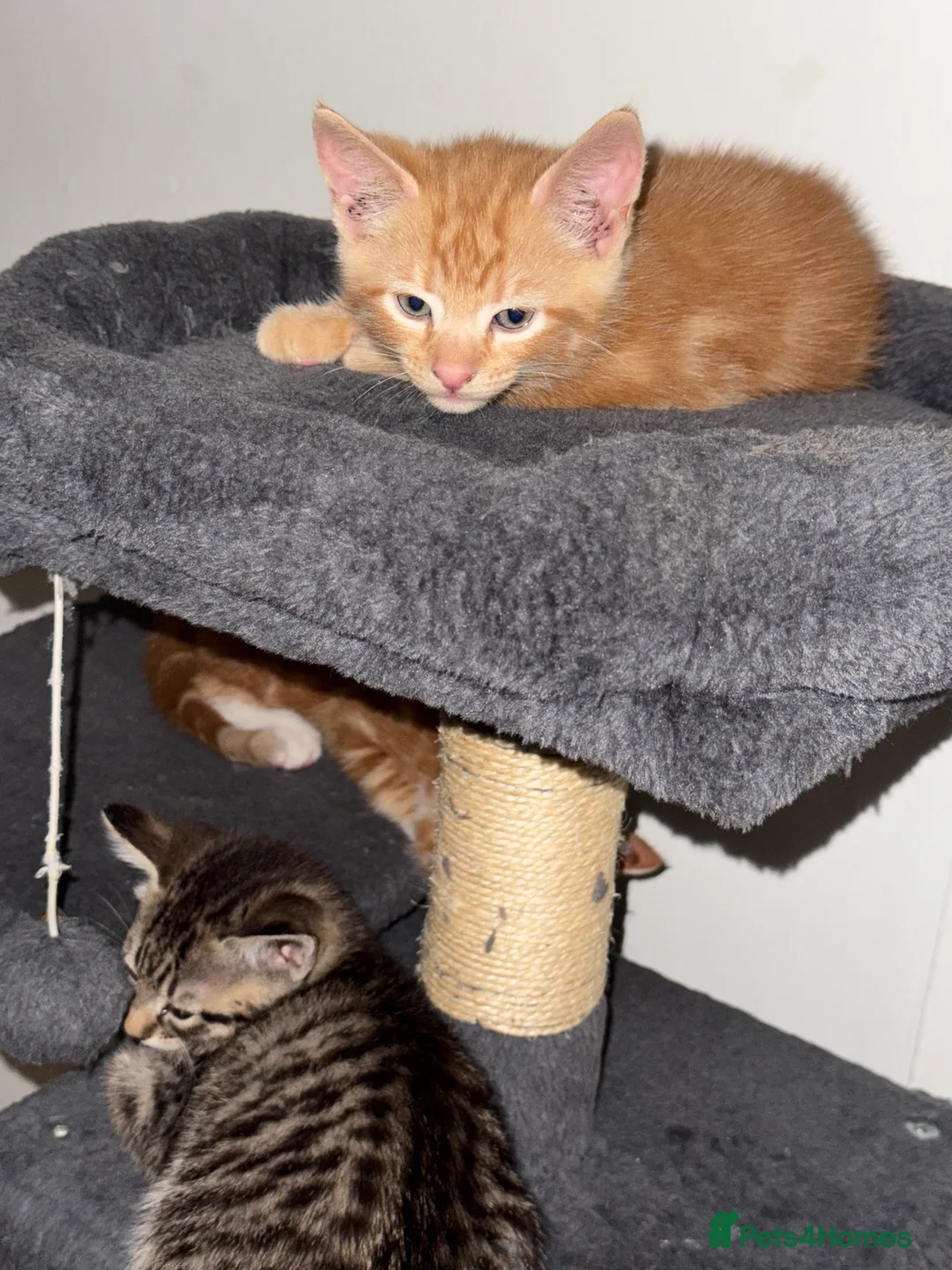 American Shorthair cats for sale: Beautiful Rare GingerKittens Alonghair X BSH cross - Advert 27