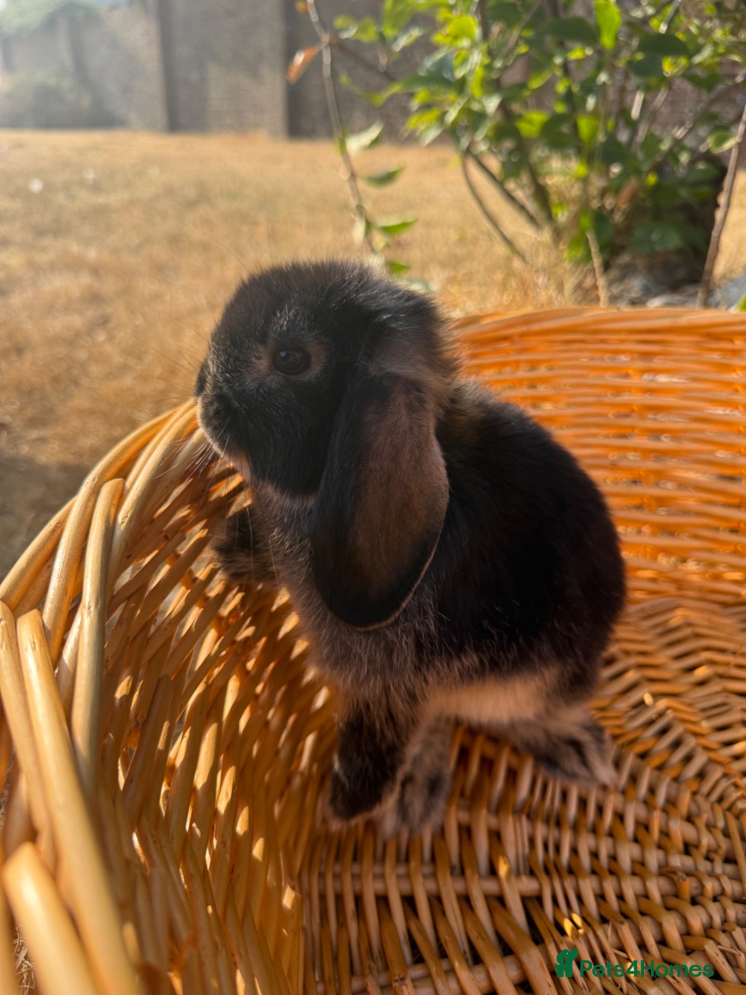 Mini Lop rabbits 🖤READY, last Stunning black otter mini lops 🖤 - Advert 1