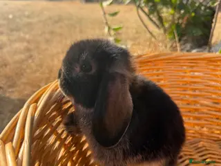 Mini Lop rabbits 🖤READY, last Stunning black otter mini lops 🖤 - Advert 1