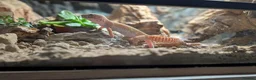 Gecko reptiles for sale: Leopard gecko  in Hounslow - Advert 6