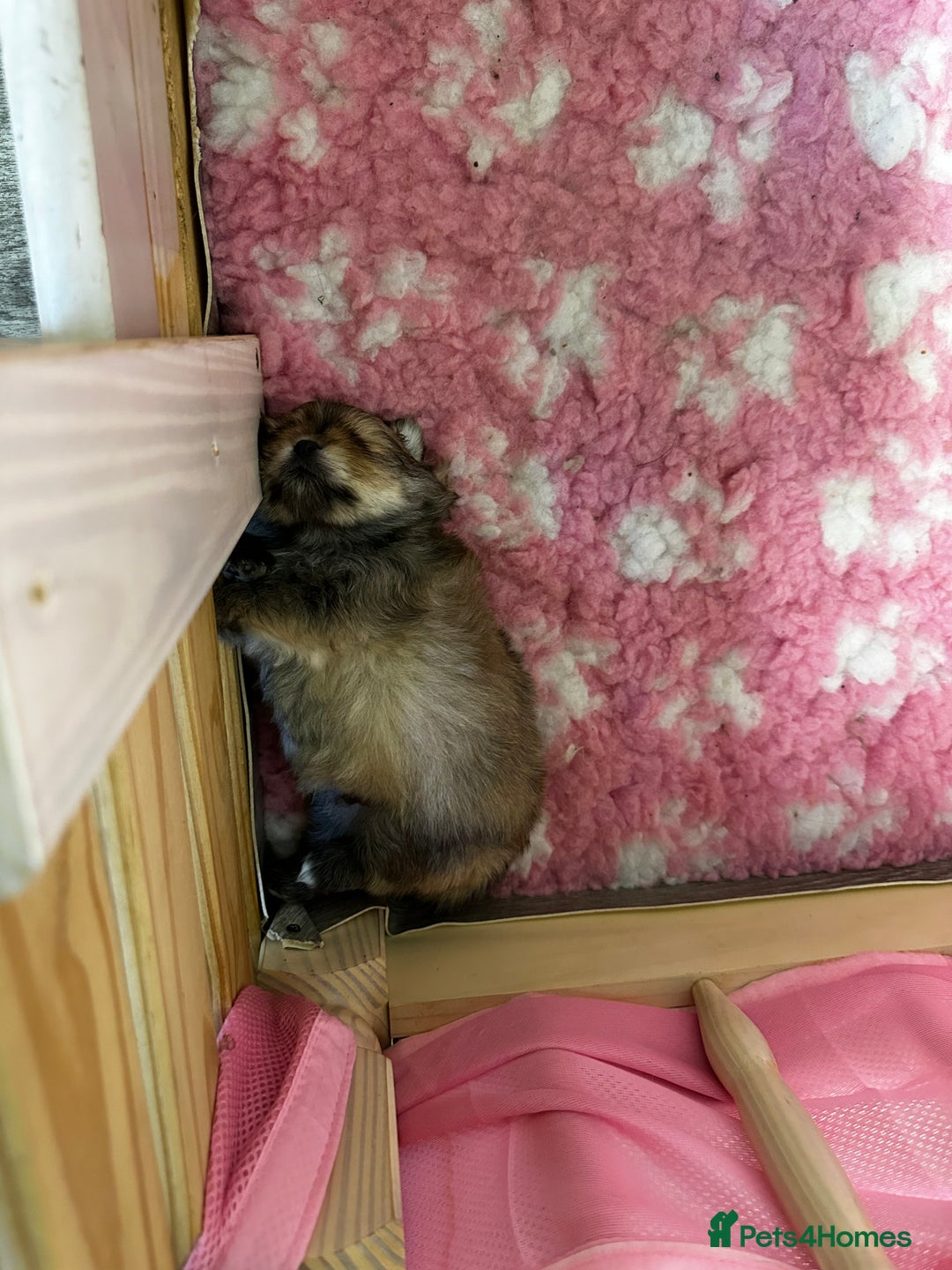 Pomeranian dogs for sale: GORGEOUS POMERANIAN PUPPIES 🐶🐶🐶🐶🐶 - Advert 11