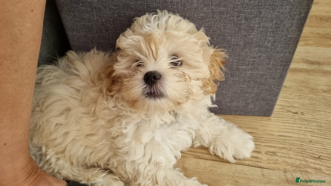 Shih Tzu dogs for sale: Beautiful Golden shih-tzu puppy - Image 2