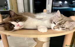 RagaMuffin cats for sale: 2 year old Ragamuffin sisters to loving home - Image 4