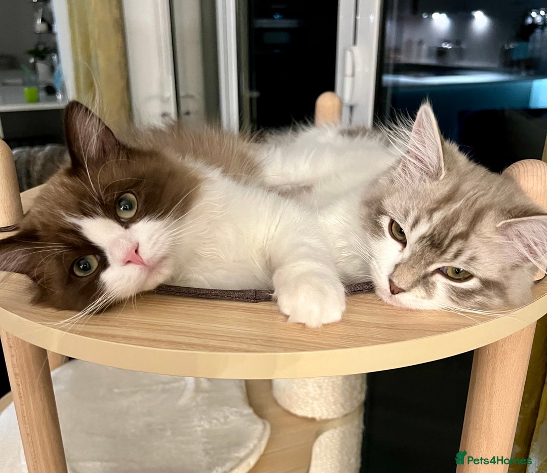 RagaMuffin cats for sale: 2 year old Ragamuffin sisters to loving home - Image 4