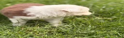Border Collie dogs for sale: BEAUTIFUL BC PUPS, HEALTH TESTED CLEAR PARENTS  - Advert 13