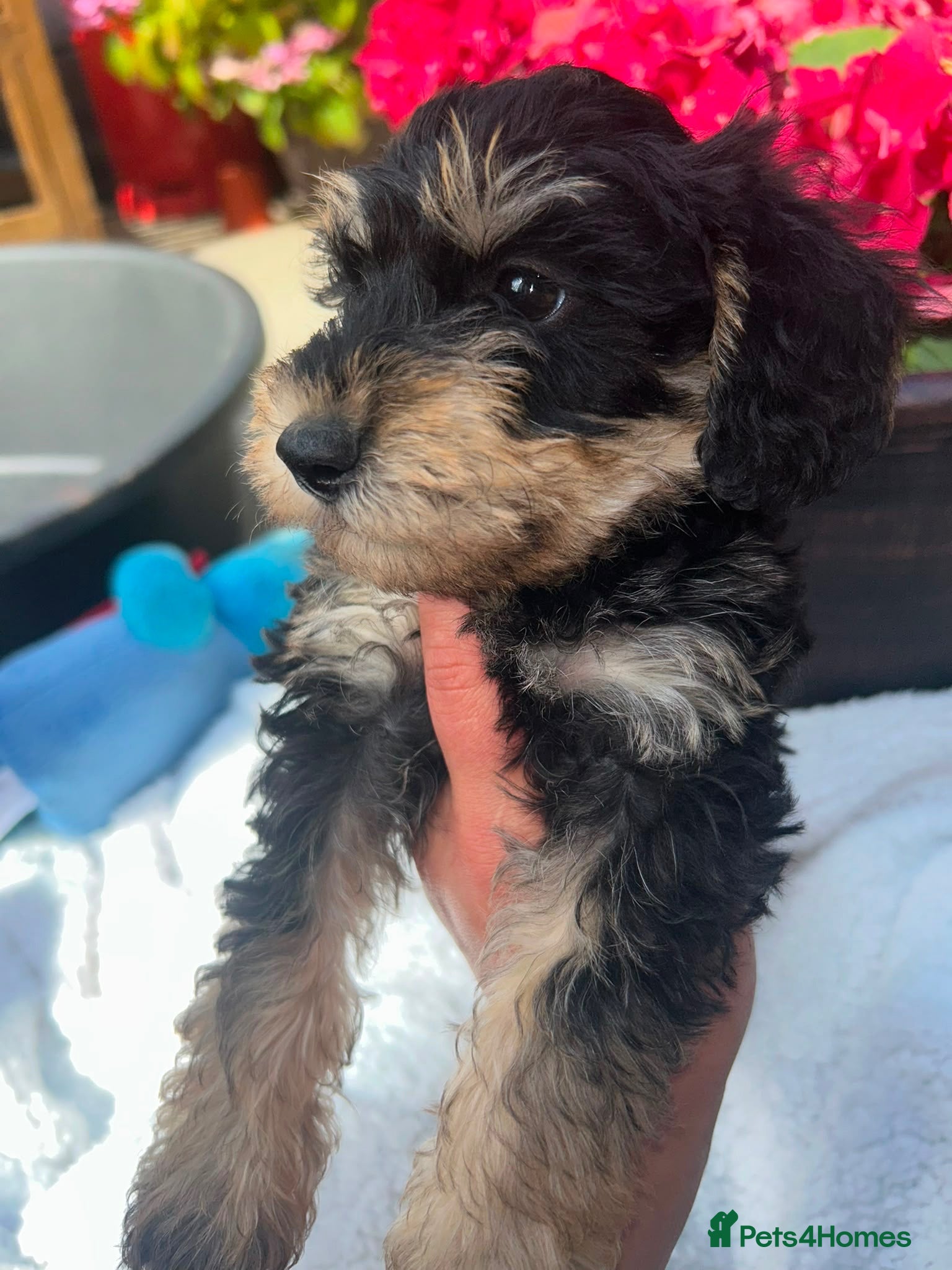 Schnoodle dogs Schnoodles - Advert 12