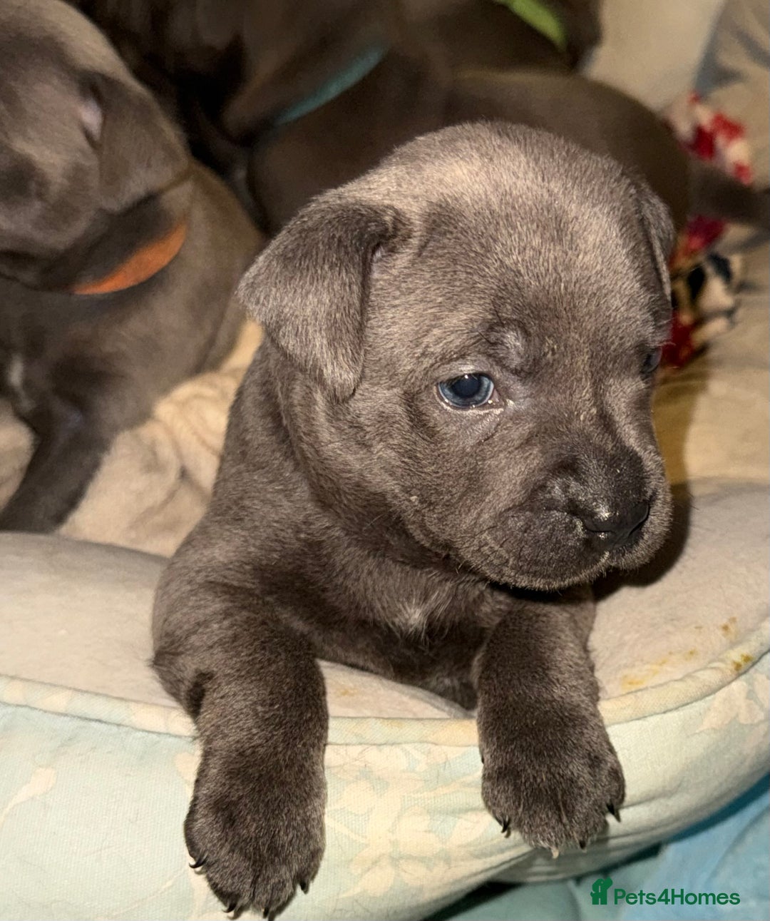 Staffordshire Bull Terrier dogs for sale: KC Registered Exceptional Blue Staffies - Advert 15